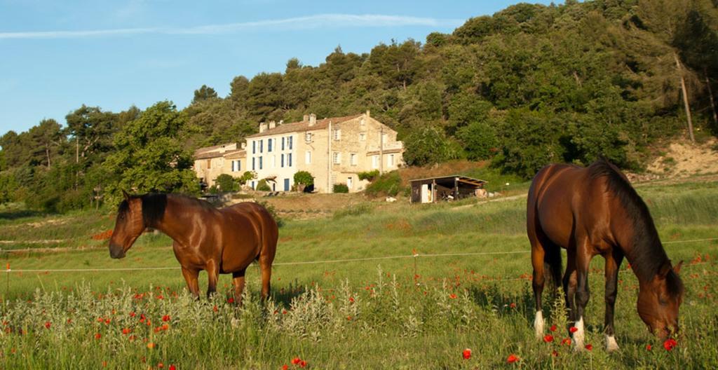 Domaine De Bertrandy Bed & Breakfast Allemagne-en-Provence Exterior photo